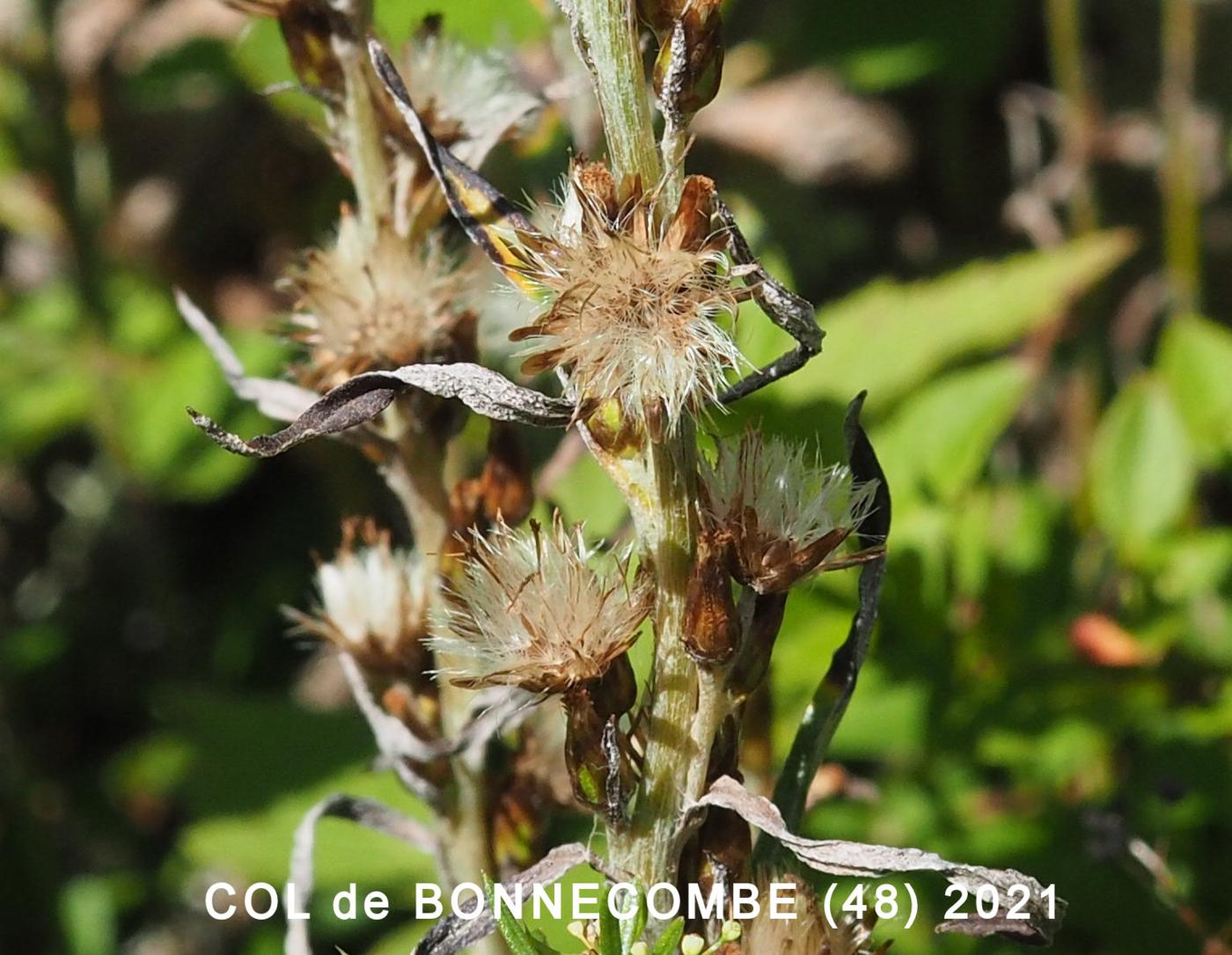 Cudweed, Wood fruit